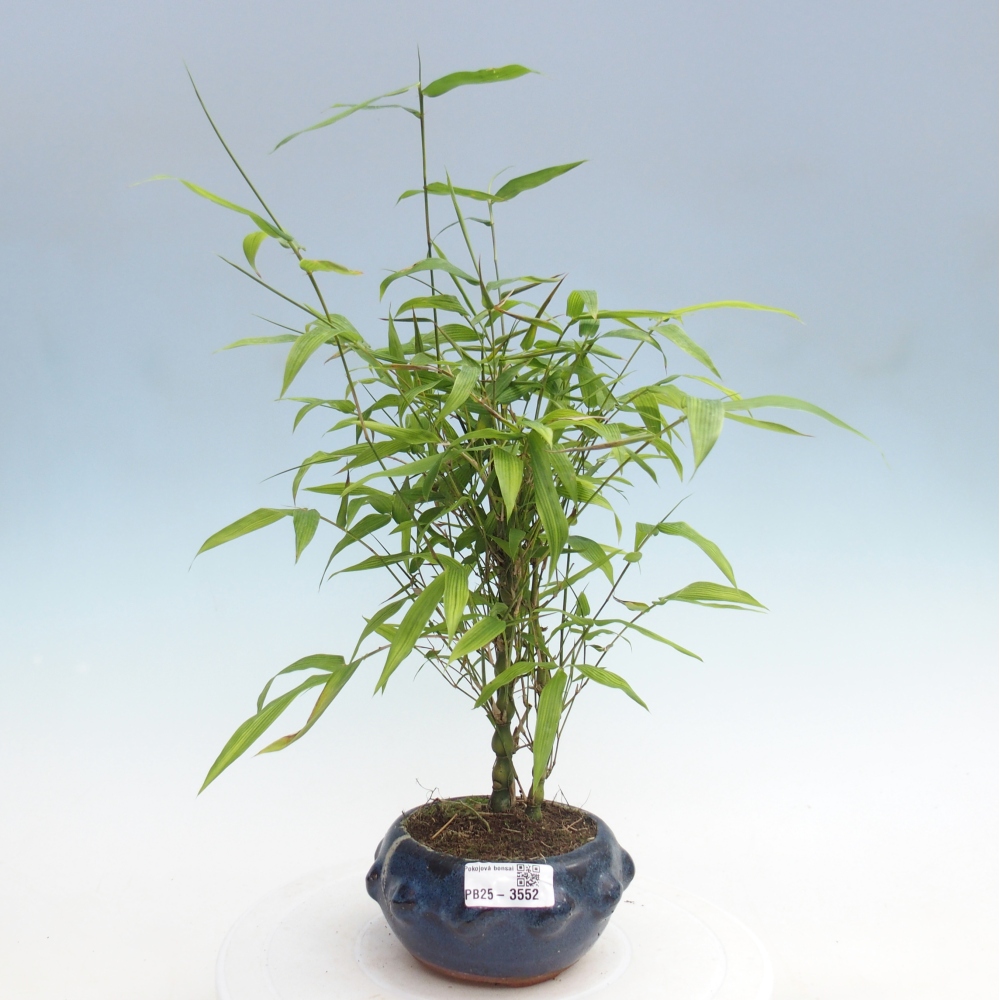 Pokojová bonsai - Bambus budha-Bambus budhovo břicho