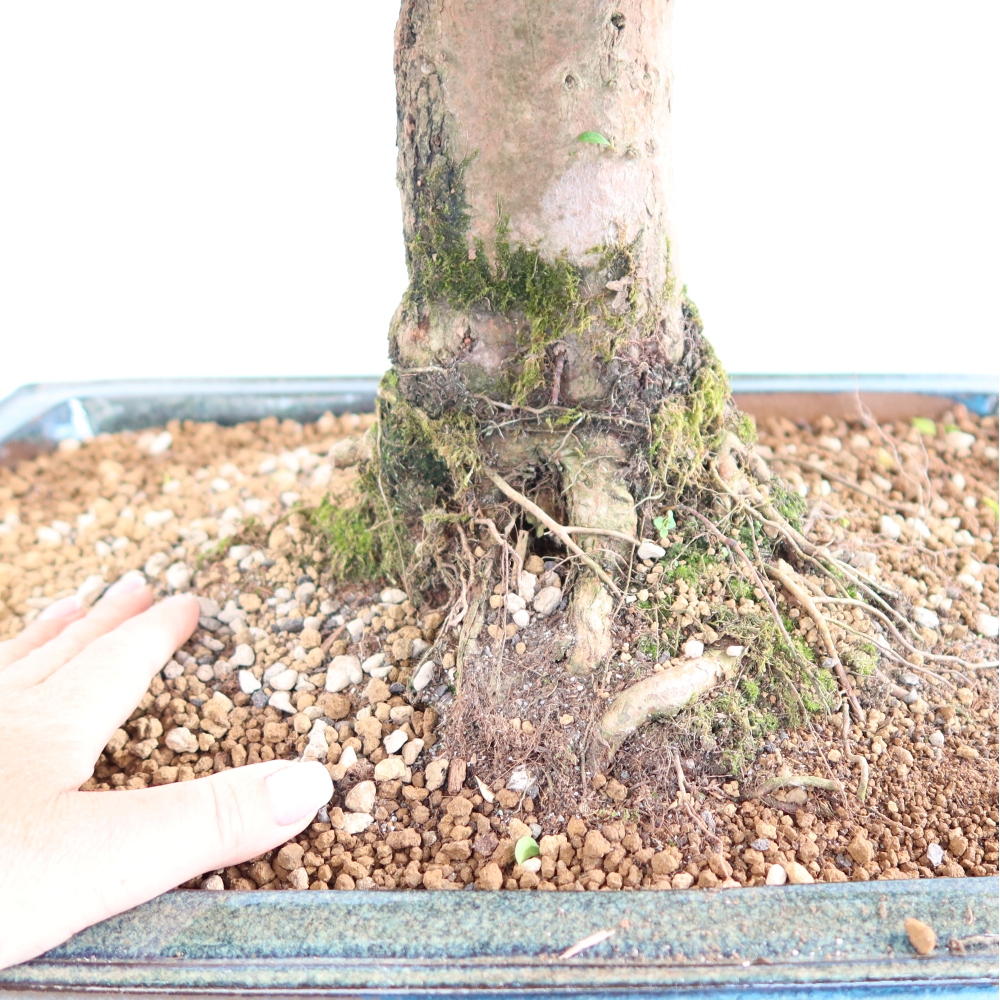 Pokojová bonsai - Australská třešeň - Eugenia uniflora 