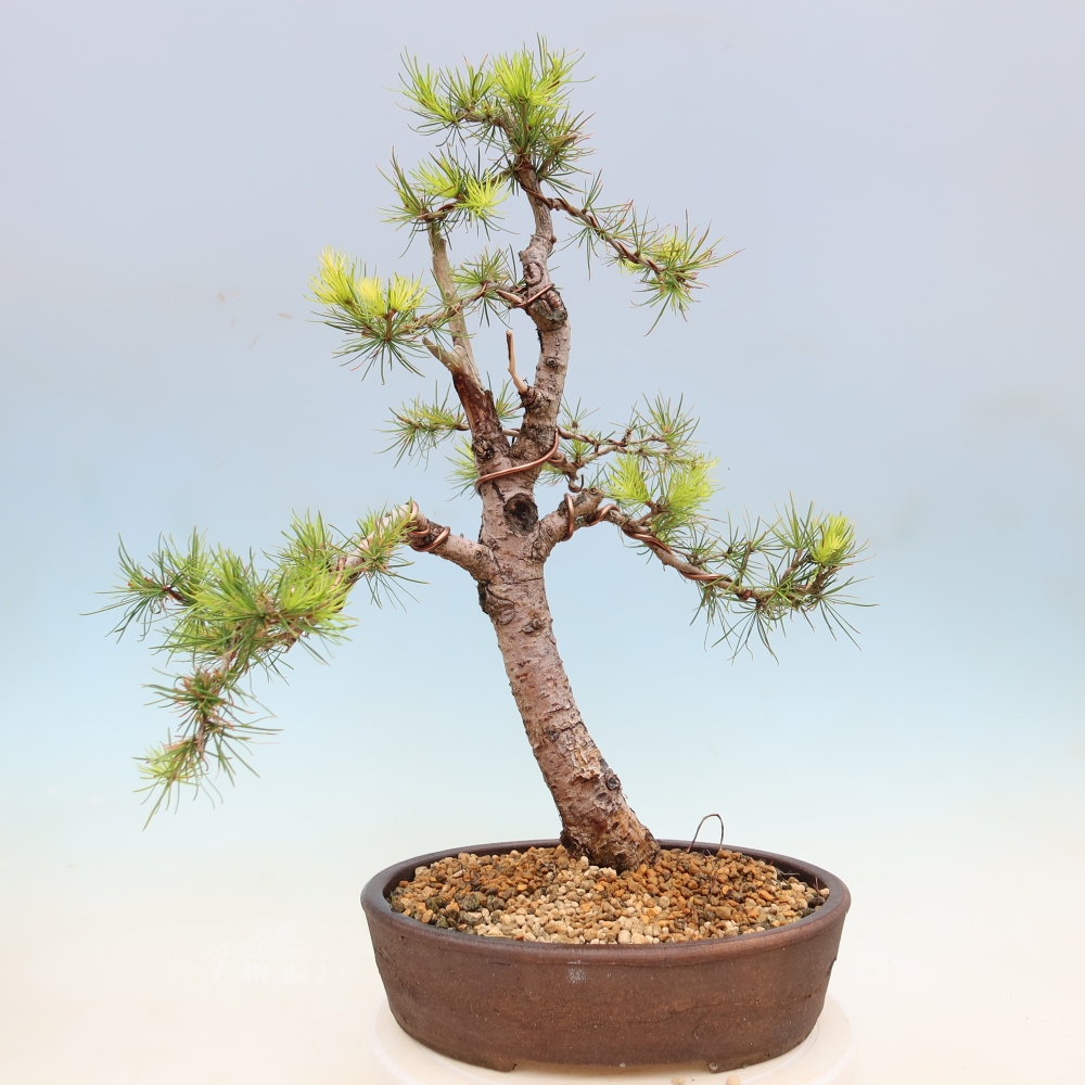 Venkovní bonsai -Larix decidua - Modřín opadavý 