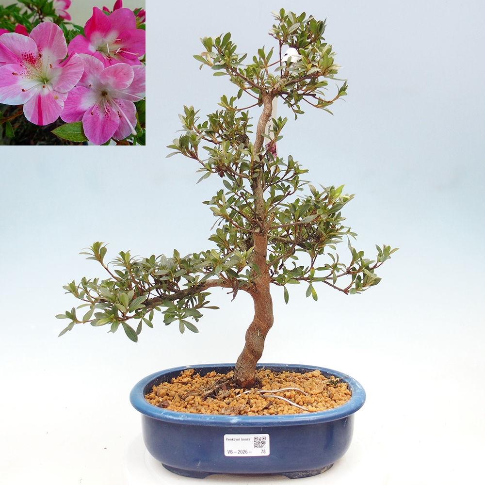 Venkovní bonsai - Japonská azalka - Azalea Reiko