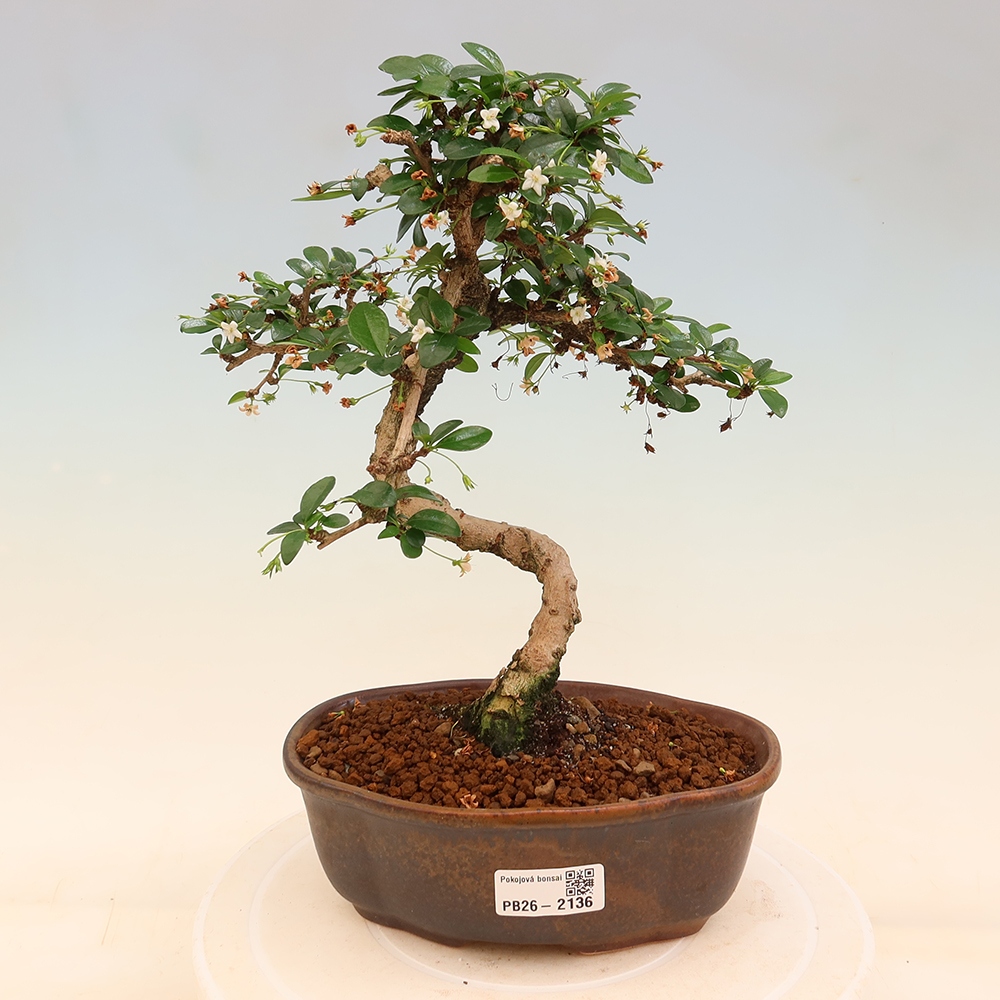 Pokojová bonsai - Carmona macrophylla - Čaj fuki