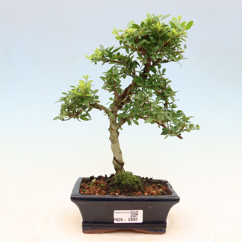 Pokojová bonsai - Ilex crenata - Cesmína