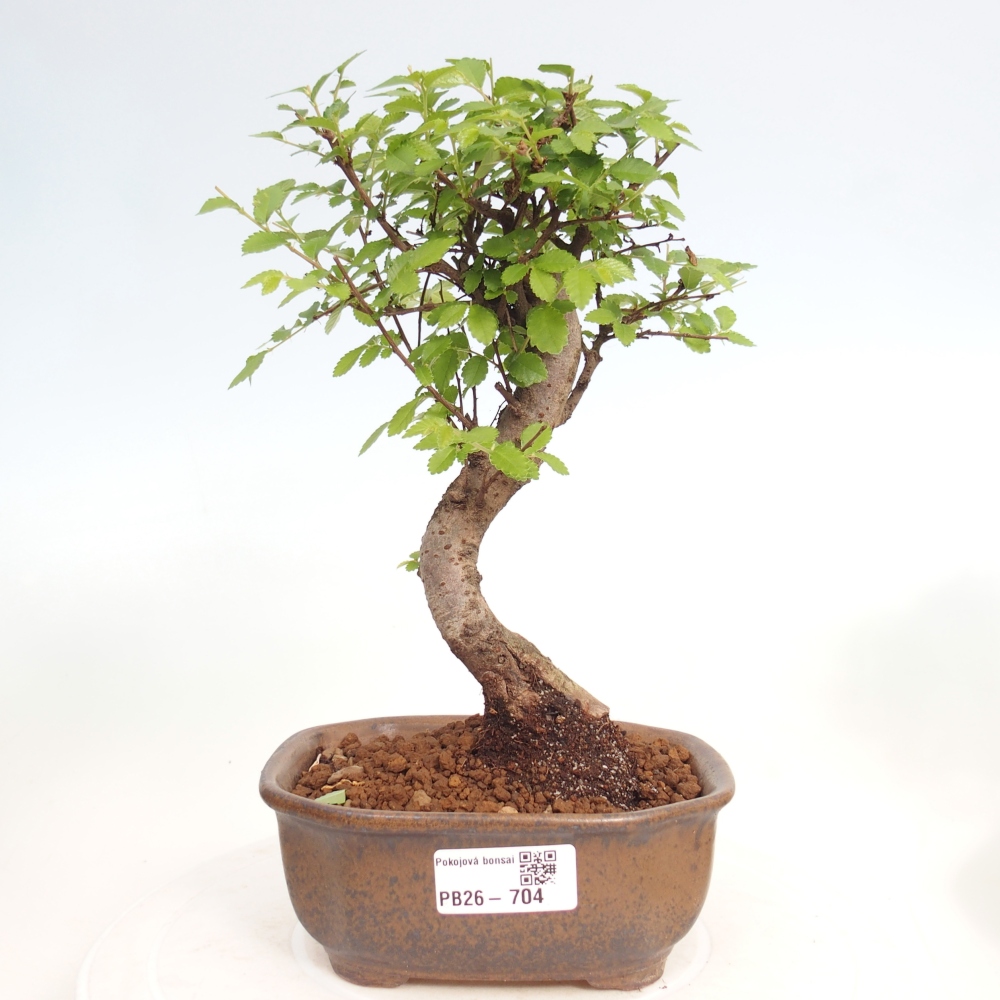Pokojová bonsai - Ulmus parvifolia - Malolistý jilm