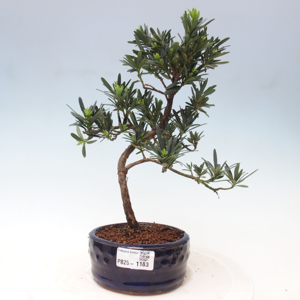 Pokojová bonsai - Podocarpus - Kamenný tis
