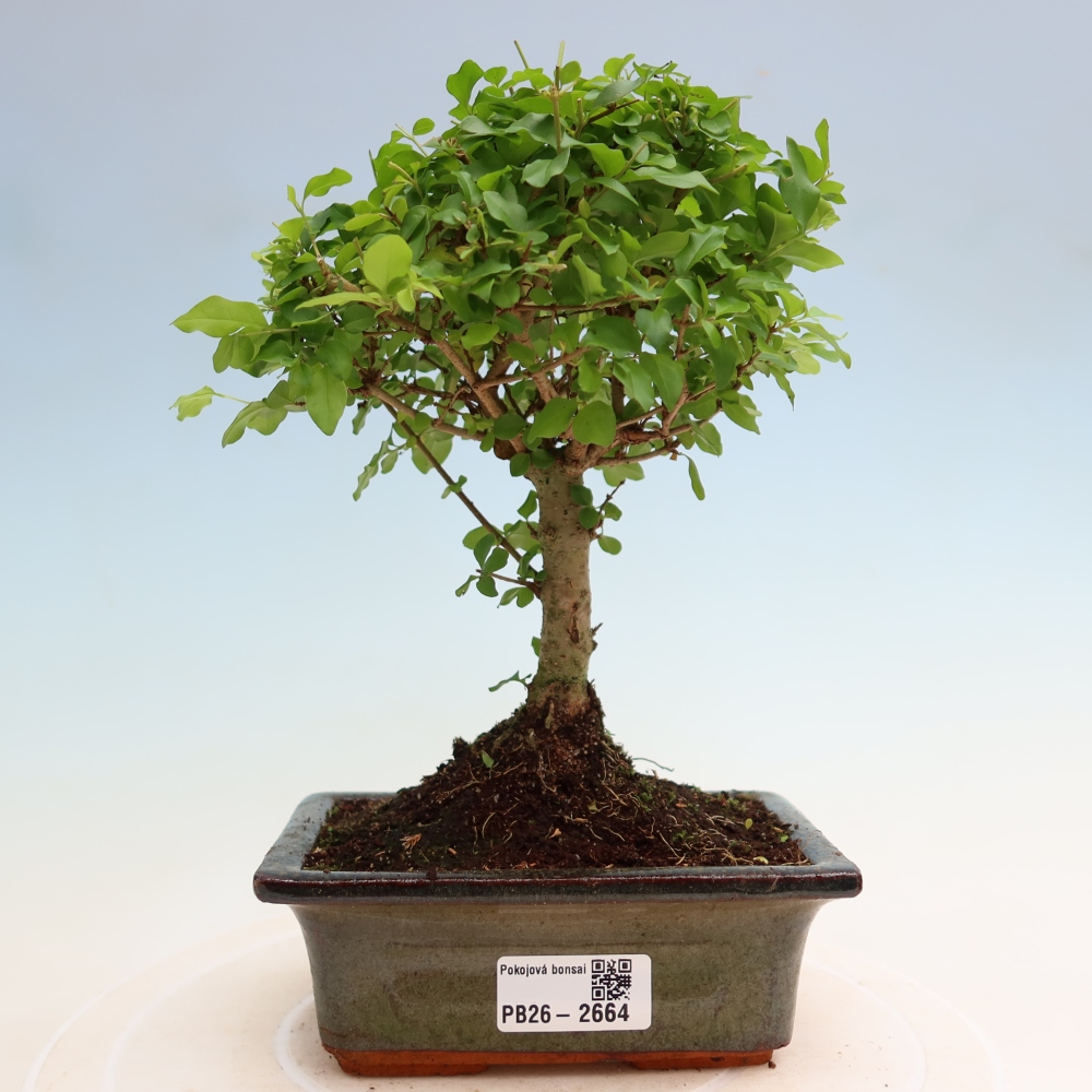 Pokojová bonsai -Ligustrum chinensis - Ptačí zob