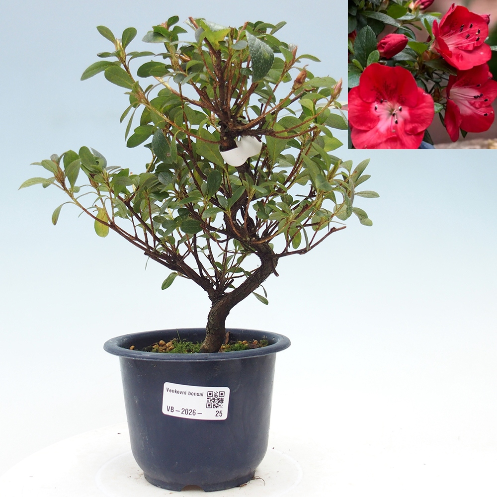 Venkovní bonsai - Japonská azalka - Azalea Benibeni