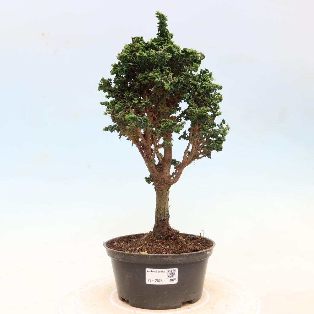 Venkovní bonsai - Cham. obtusa SEKKA HINOKI - Cypřišek