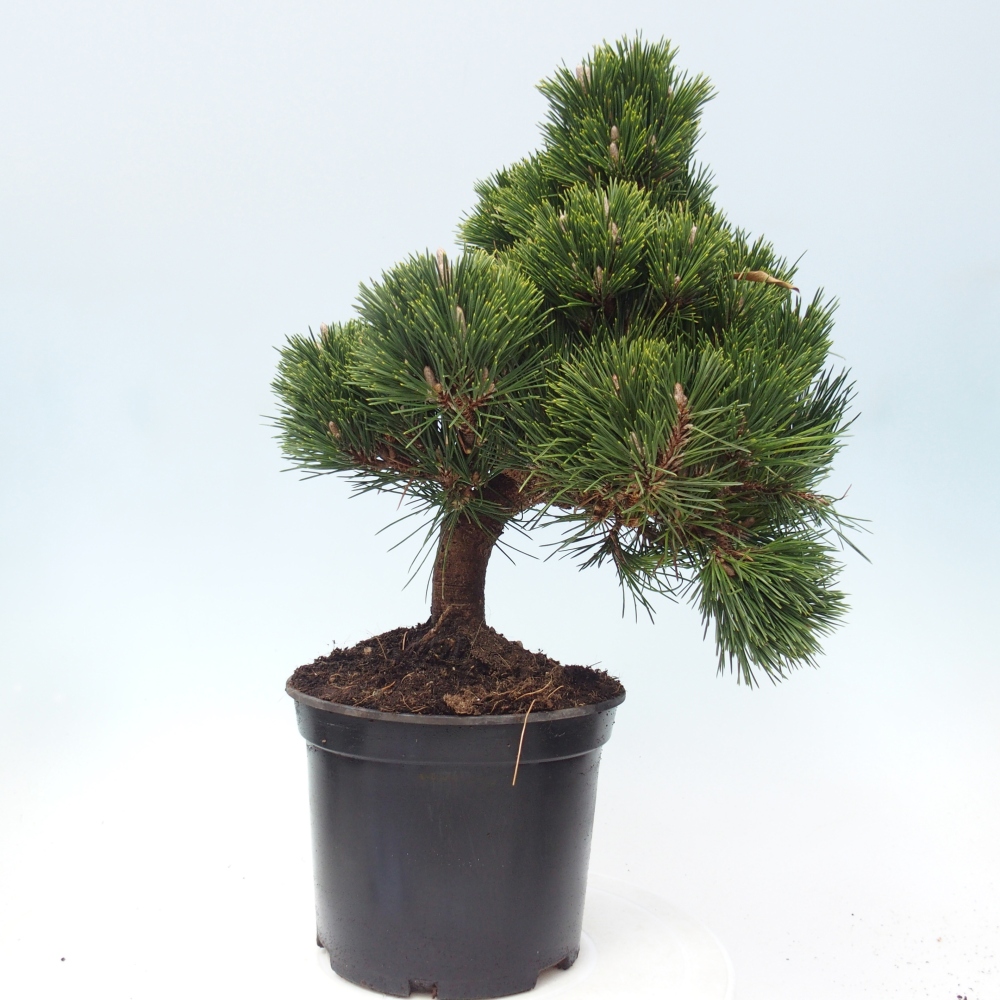 Venkovní bonsai - Pinus thunbergii senjyumaru - Borovice thunbergova