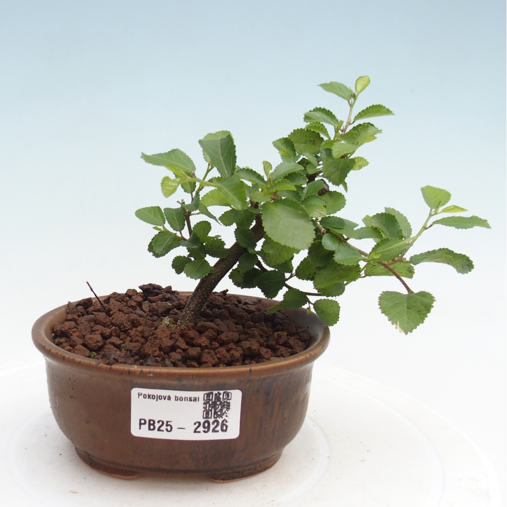Pokojová bonsai - Grewia occidentalis - Hvězdice levandulová