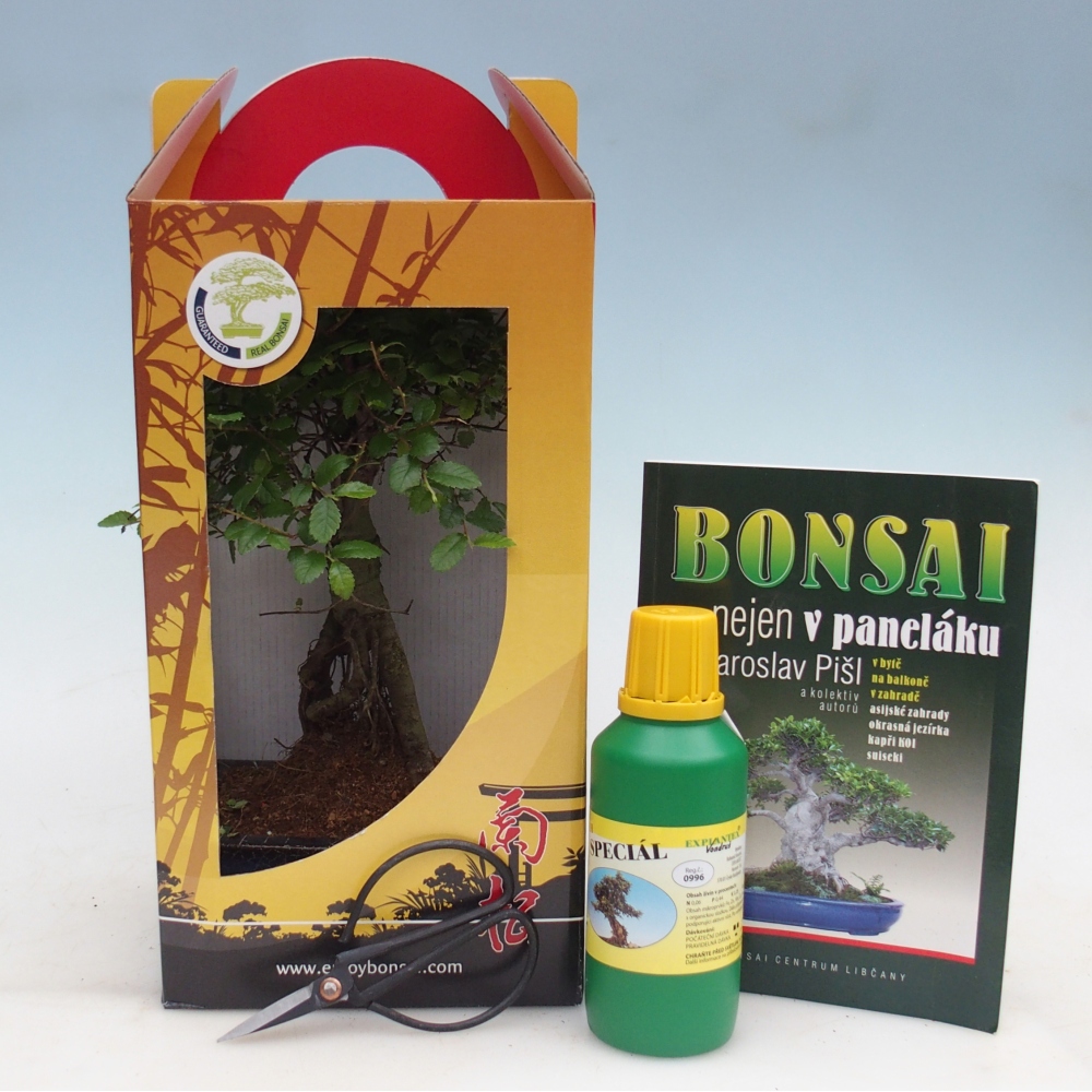 Pokojová bonsai v dárkové krabičce Ulmus parvifolia - Jilm čínský