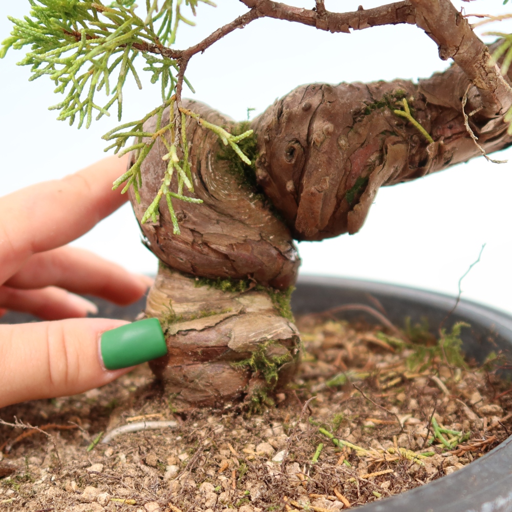 Venkovní bonsai - Juniperus chinensis Itoigawa-Jalovec čínský