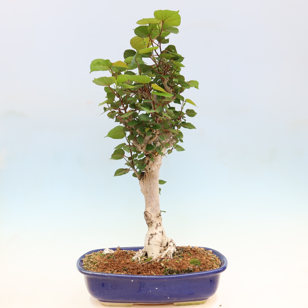 Pokojová bonsai - Hibiscus tiliaceus - Ibišek lípovitý, morský