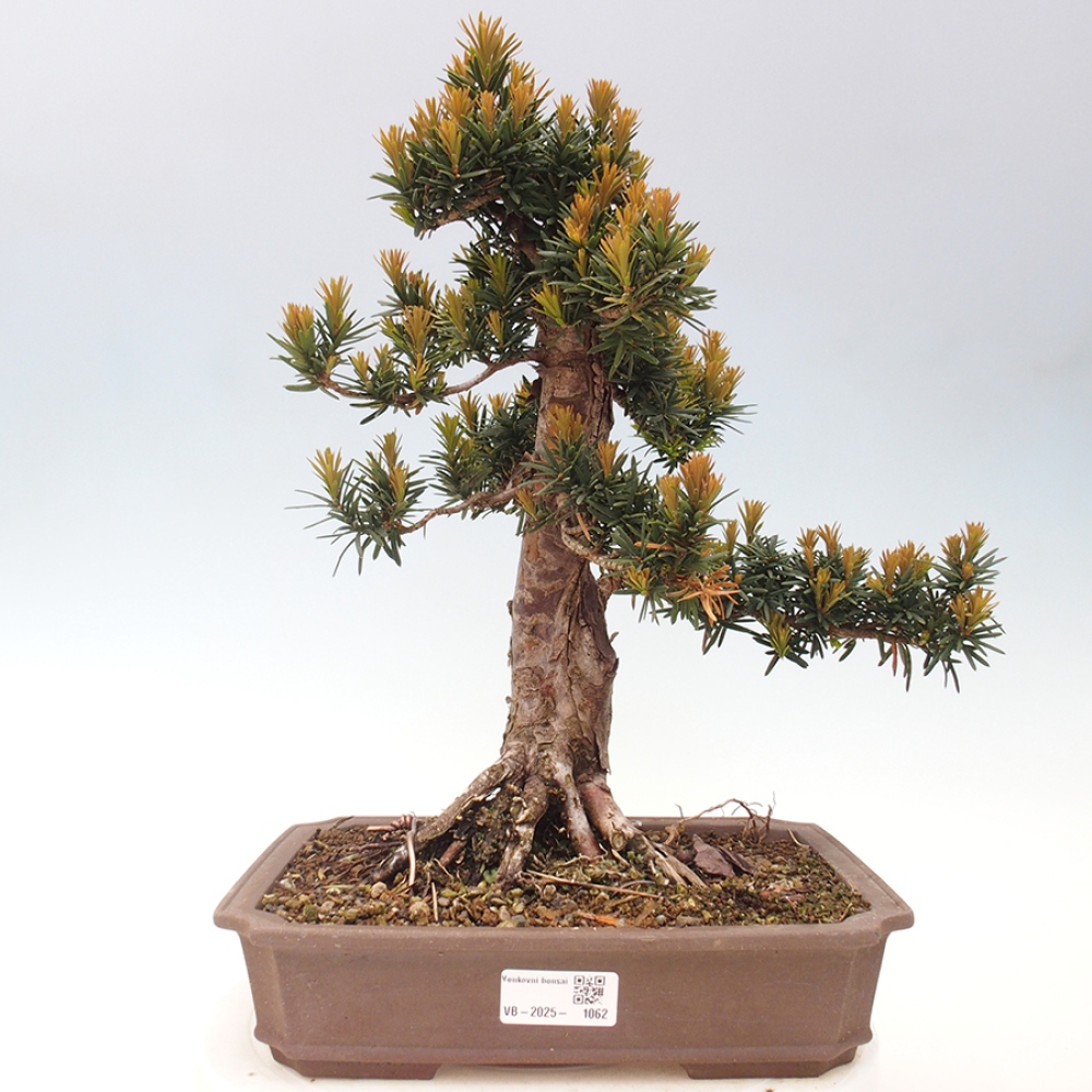 Venkovní bonsai - Taxus cuspidata  - Tis japonský