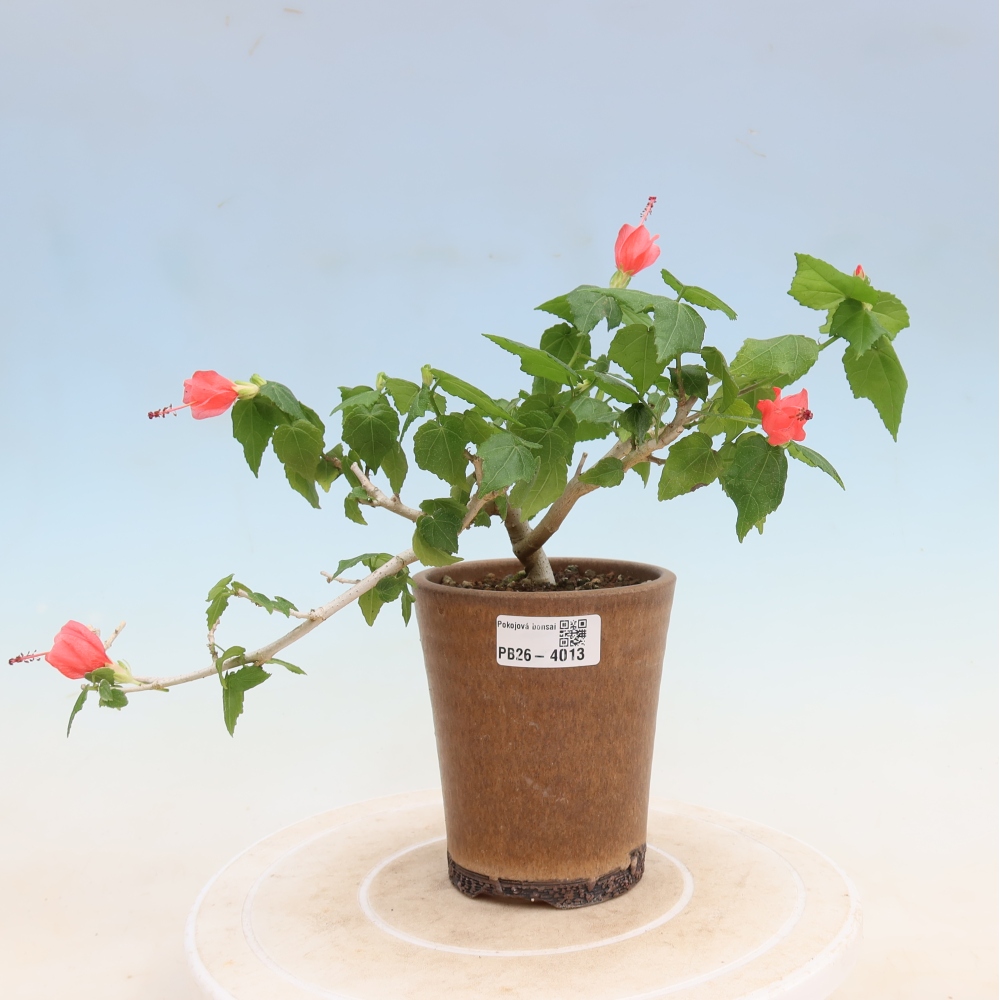 Pokojová bonsai - Malvaviscus arboreus - ibiškovec dřevnatý