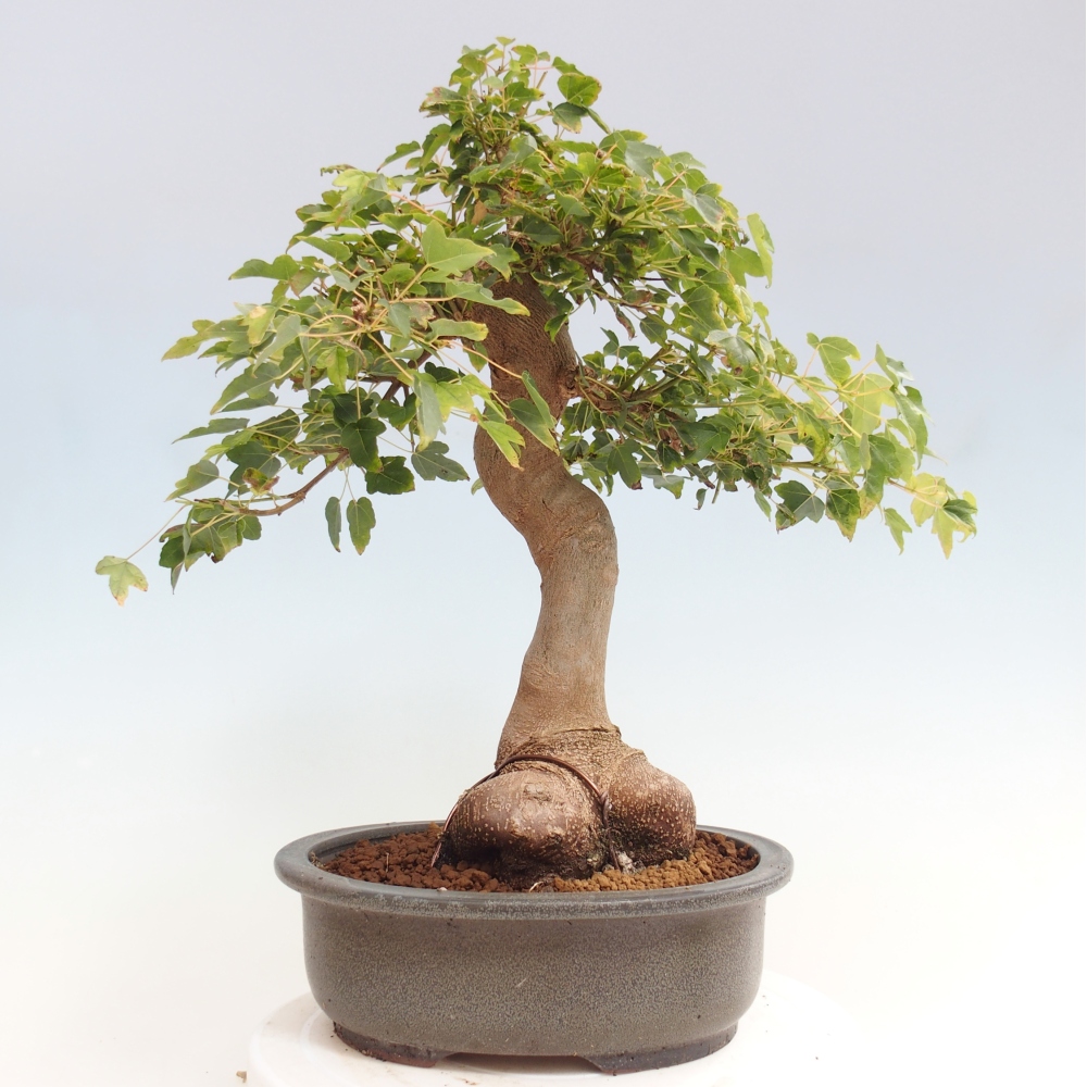 Venkovní bonsai - Acer Buergerianum - Javor Burgerův