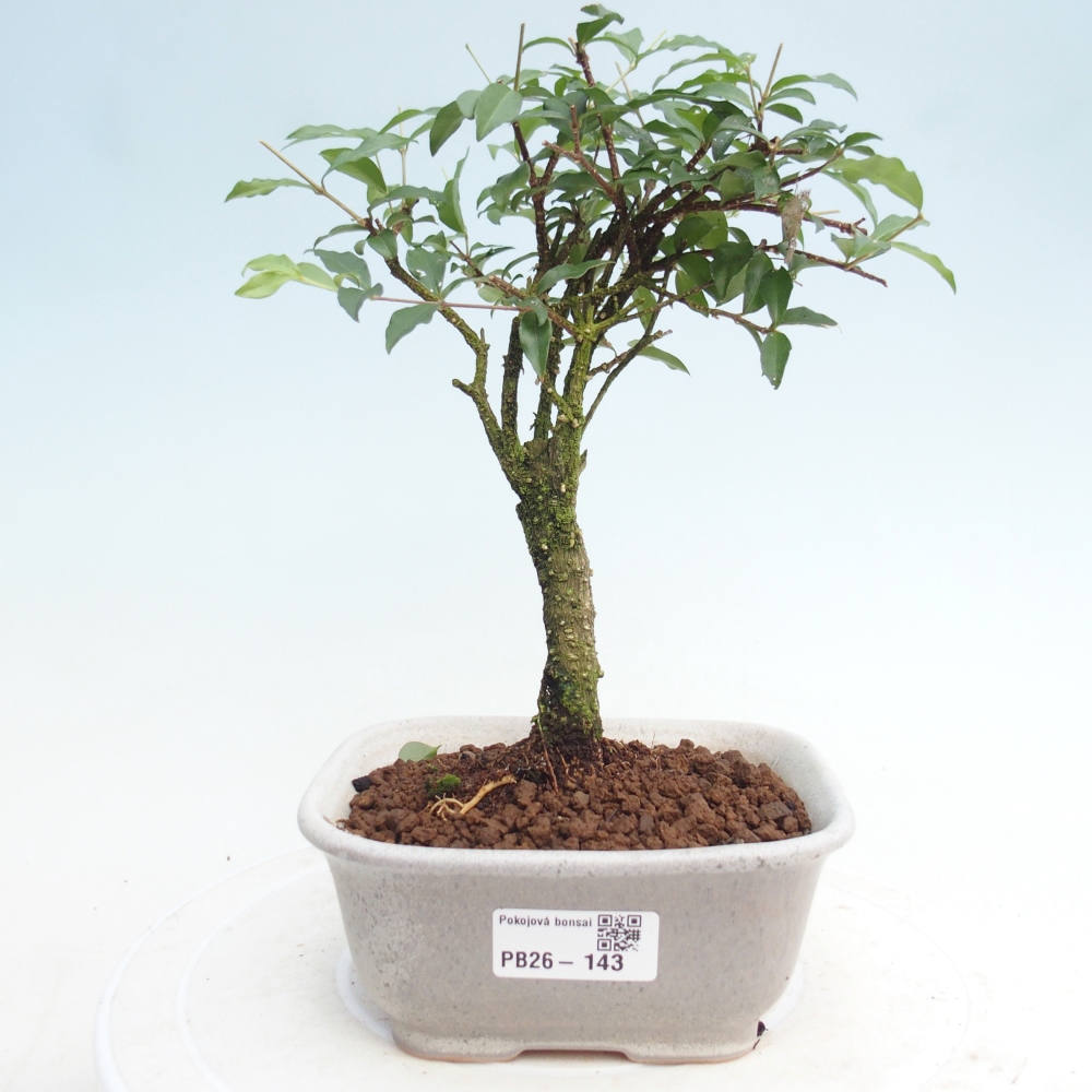 Pokojová bonsai - Malpighia coccigera- Barbdorská třešeň