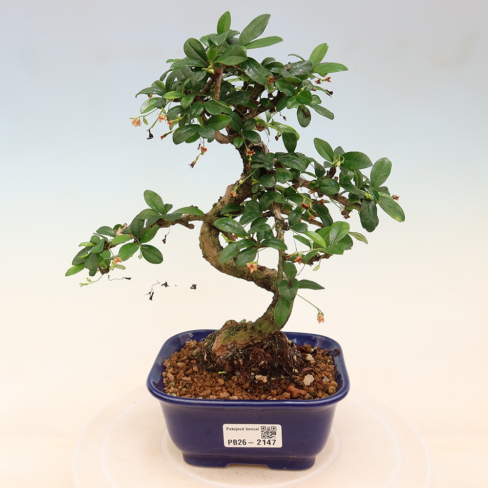 Pokojová bonsai - Carmona macrophylla - Čaj fuki