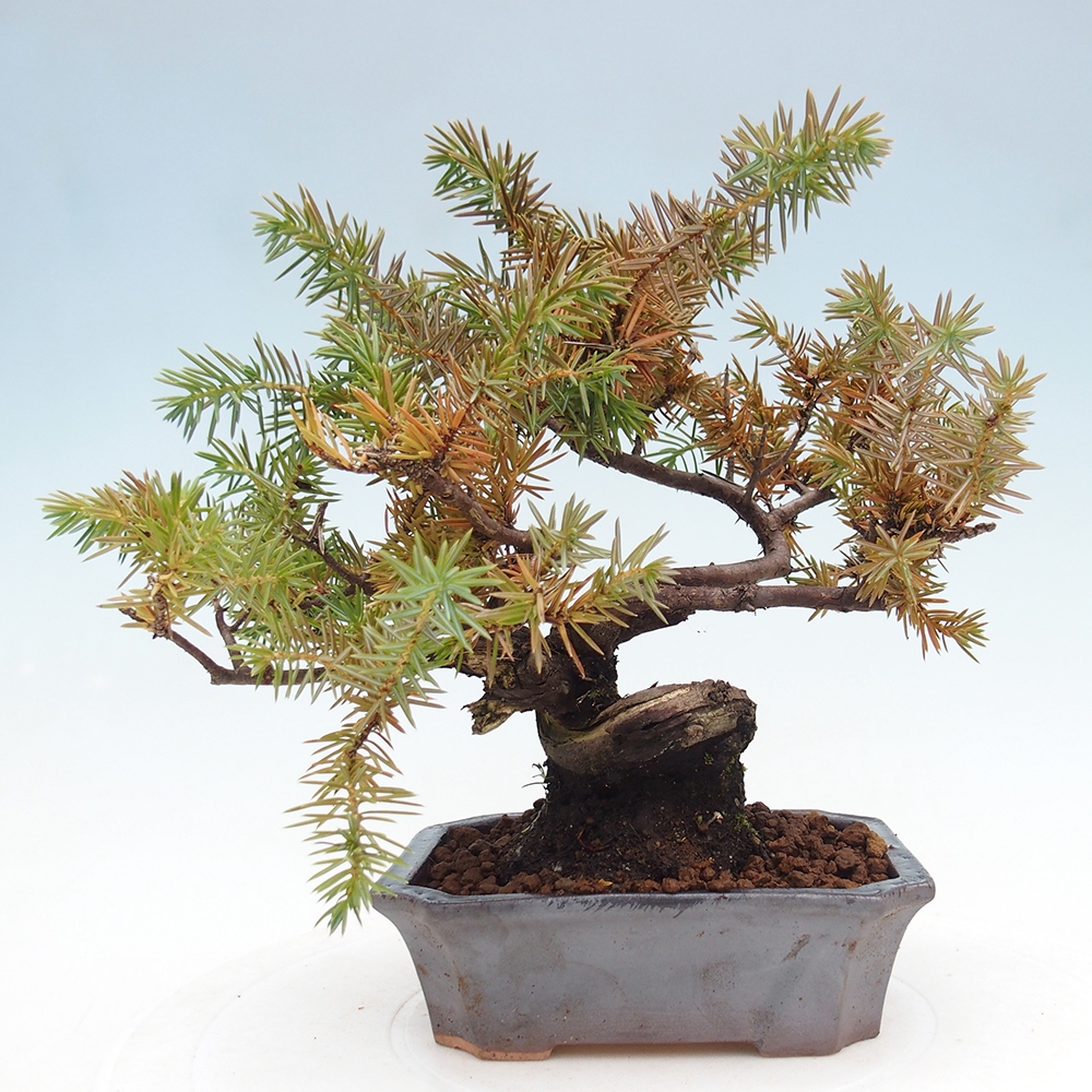Venkovní bonsai - Jalovec rigida - Juniperus rigida