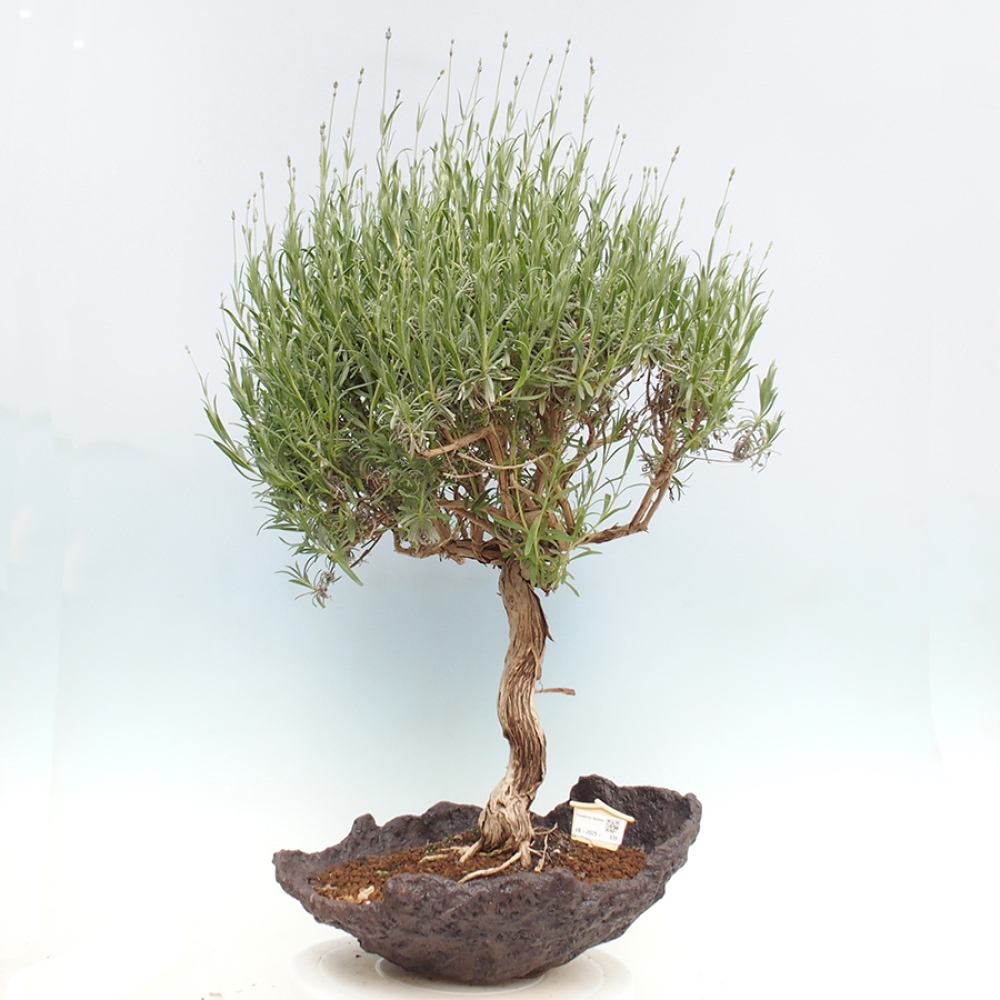 Venkovní bonsai - Lavandula - Levandule