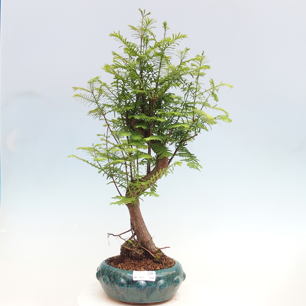 Venkovní bonsai - Metasequoia glyptostroboides - Metasekvoje čínská