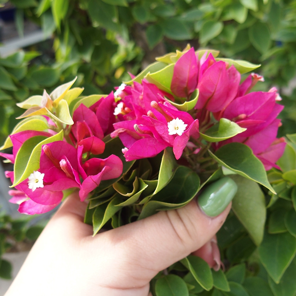 Pokojová bonsai - Bouganwilea