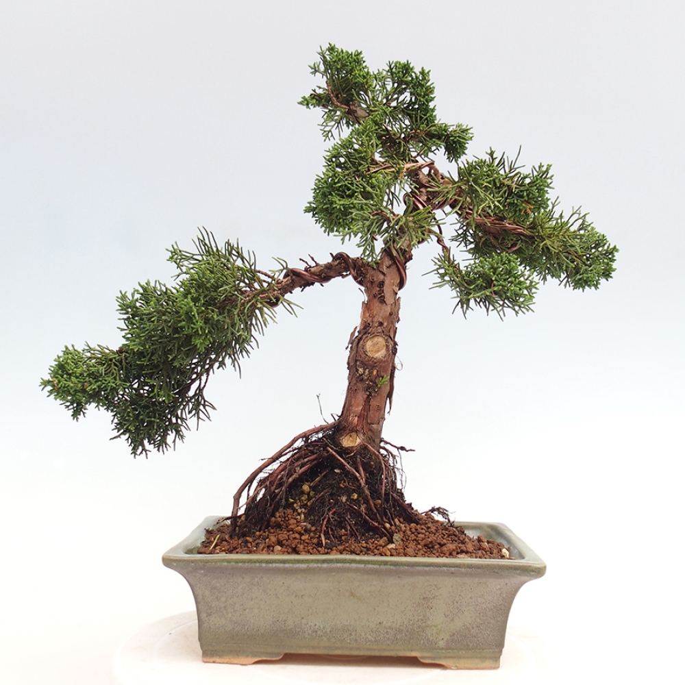 Venkovní bonsai - Juniperus chinensis Kishu -Jalovec čínský