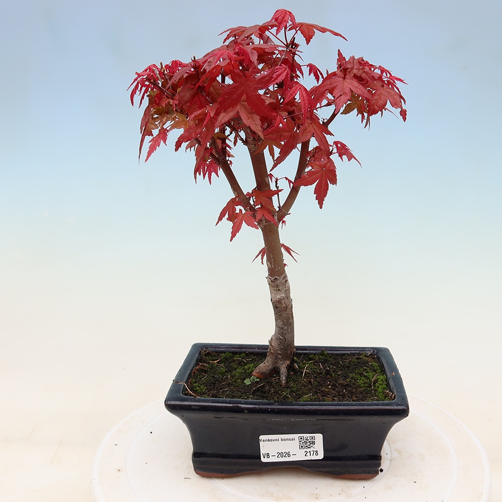 Venkovní bonsai - Javor dlanitolistý - Acer palmatum DESHOJO