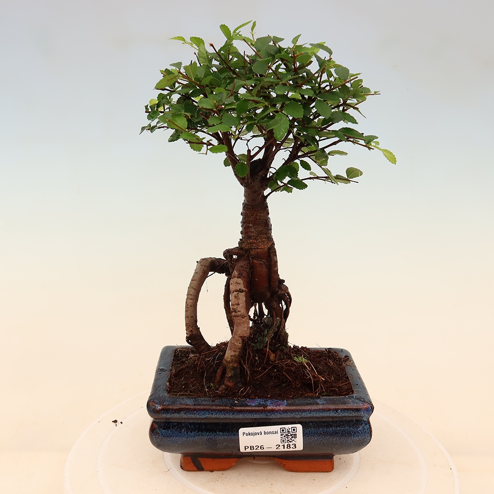 Pokojová bonsai - Ulmus parvifolia - Malolistý jilm