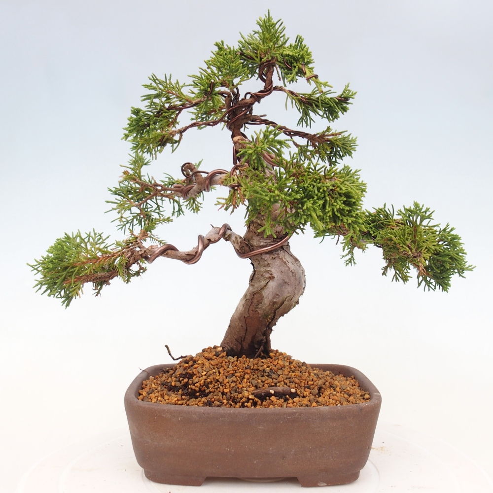 Venkovní bonsai - Juniperus chinensis Itoigawa -Jalovec čínský
