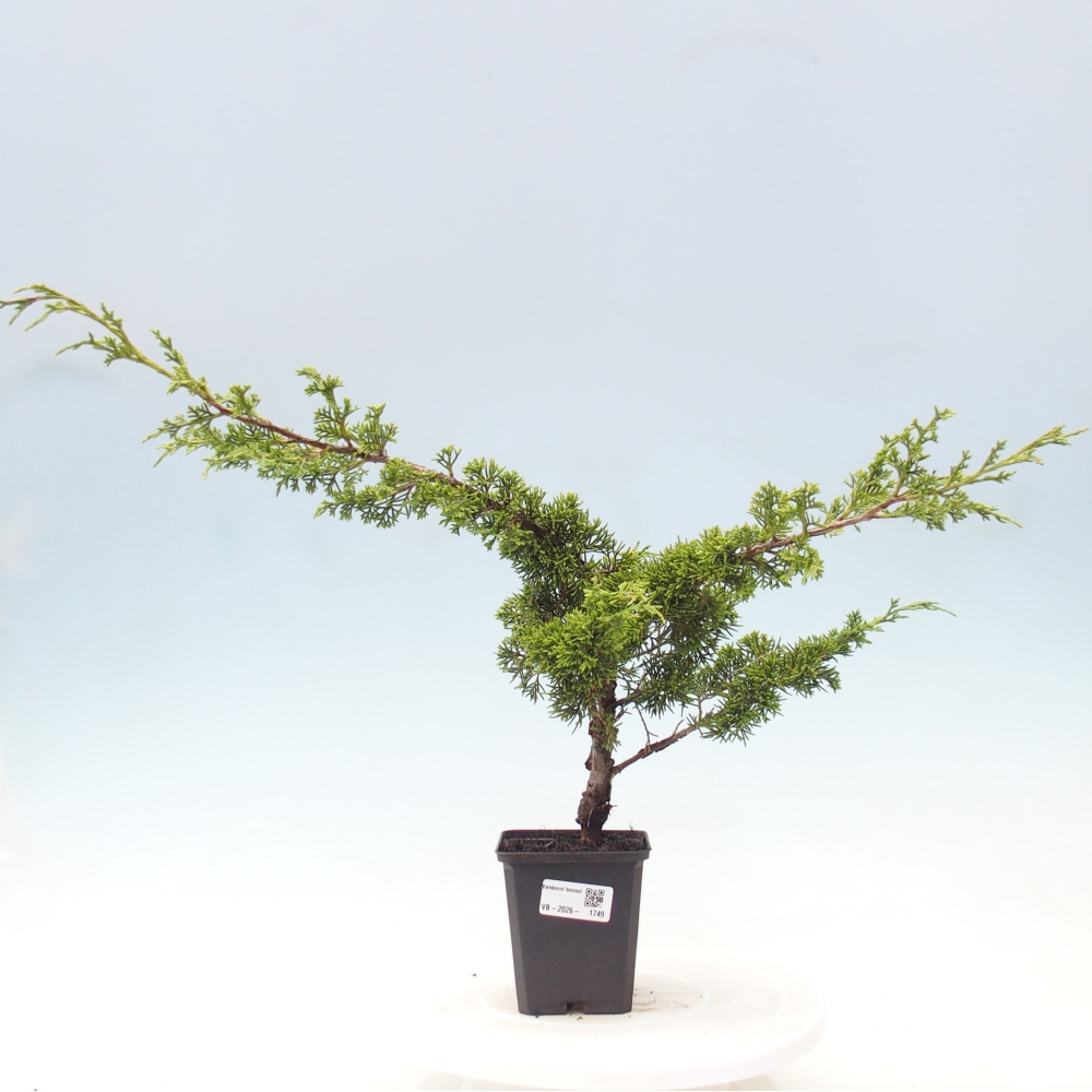 Venkovní bonsai - Juniperus chinensis Itoigawa -Jalovec čínský