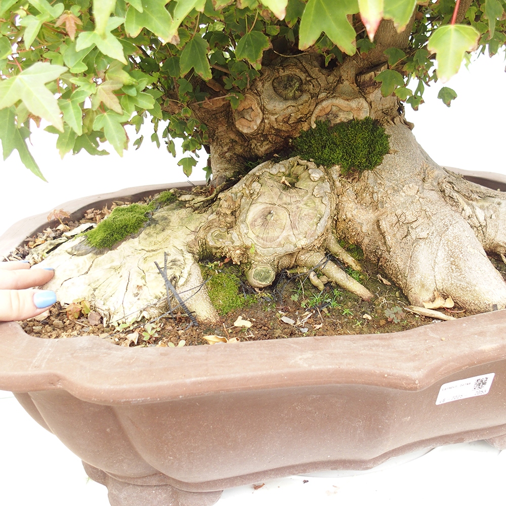 Venkovní bonsai - Acer Buergerianum - Javor Burgerův