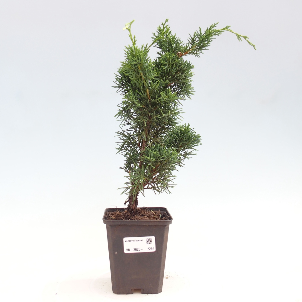Venkovní bonsai - Juniperus chinensis Kishu -Jalovec čínský