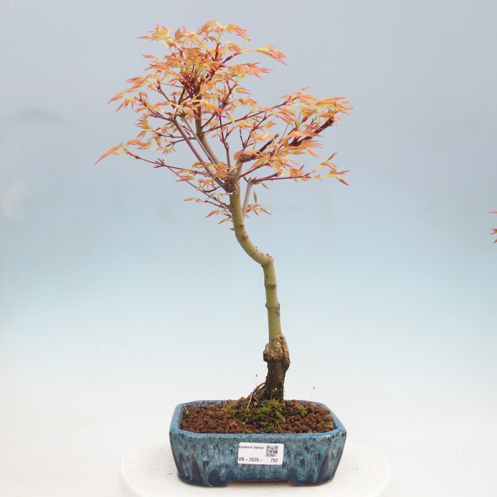 Javor dlanitolistý - Acer palmatum Beni Tsukasa
