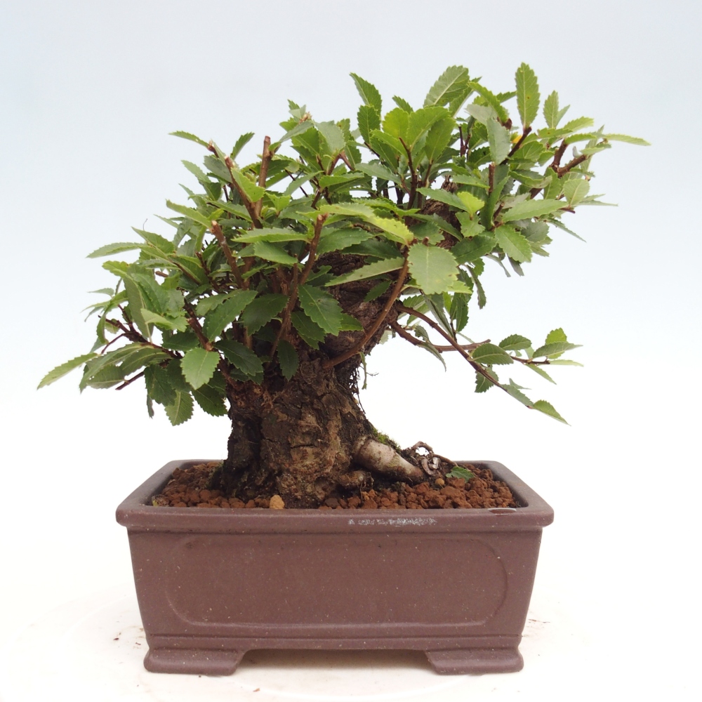 Venkovní bonsai - Zelkova - Zelkova NIRE