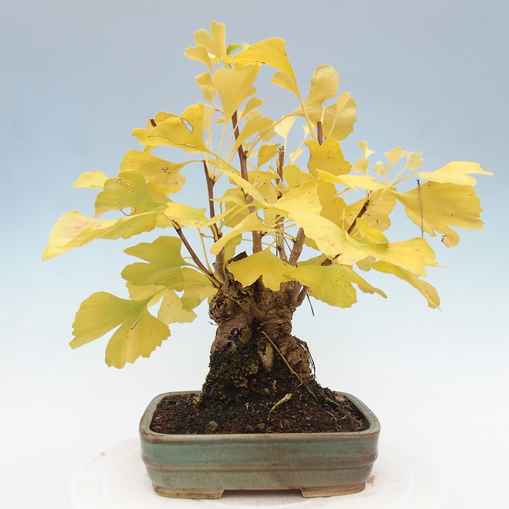 Venkovní bonsai - Jinan dvoulaločný - Ginkgo biloba
