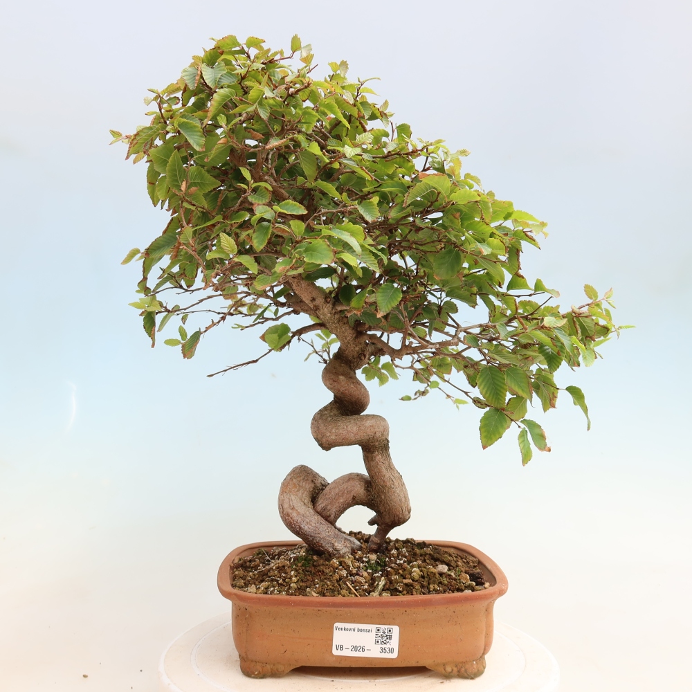 Venkovní bonsai -Carpinus CARPINOIDES - Habr korejský