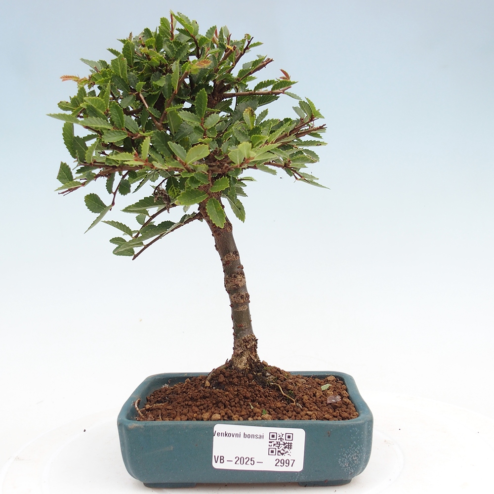 Venkovní bonsai - Ulmus parvifolia Sagei - Malolistý jilm