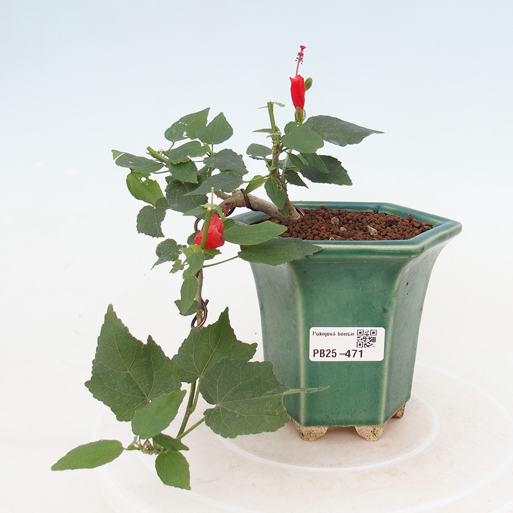 Pokojová bonsai - Malvaviscus arboreus - ibiškovec dřevnatý