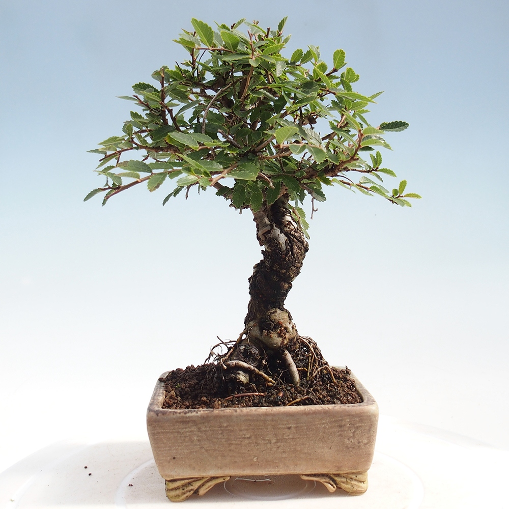 Venkovní bonsai - Zelkova - Zelkova NIRE