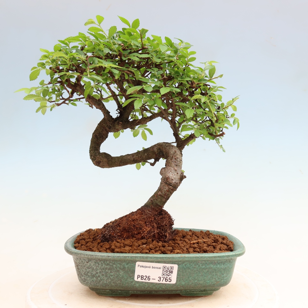 Pokojová bonsai - Ulmus parvifolia - Malolistý jilm