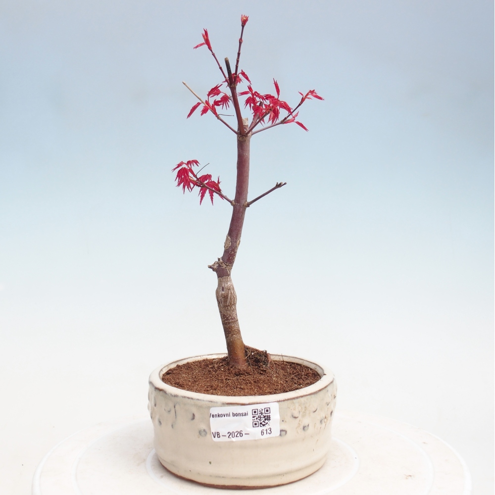 Venkovní bonsai - Javor dlanitolistý - Acer palmatum DESHOJO