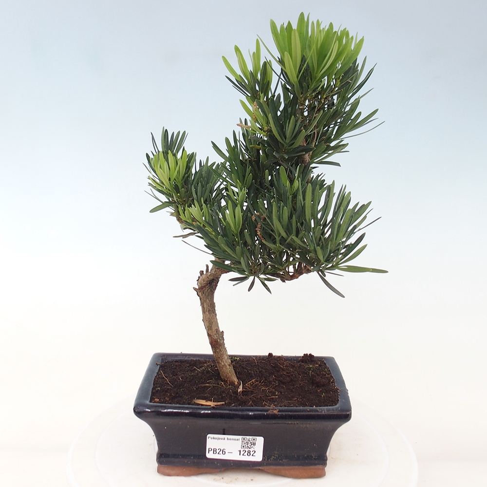 Pokojová bonsai - Podocarpus - Kamenný tis