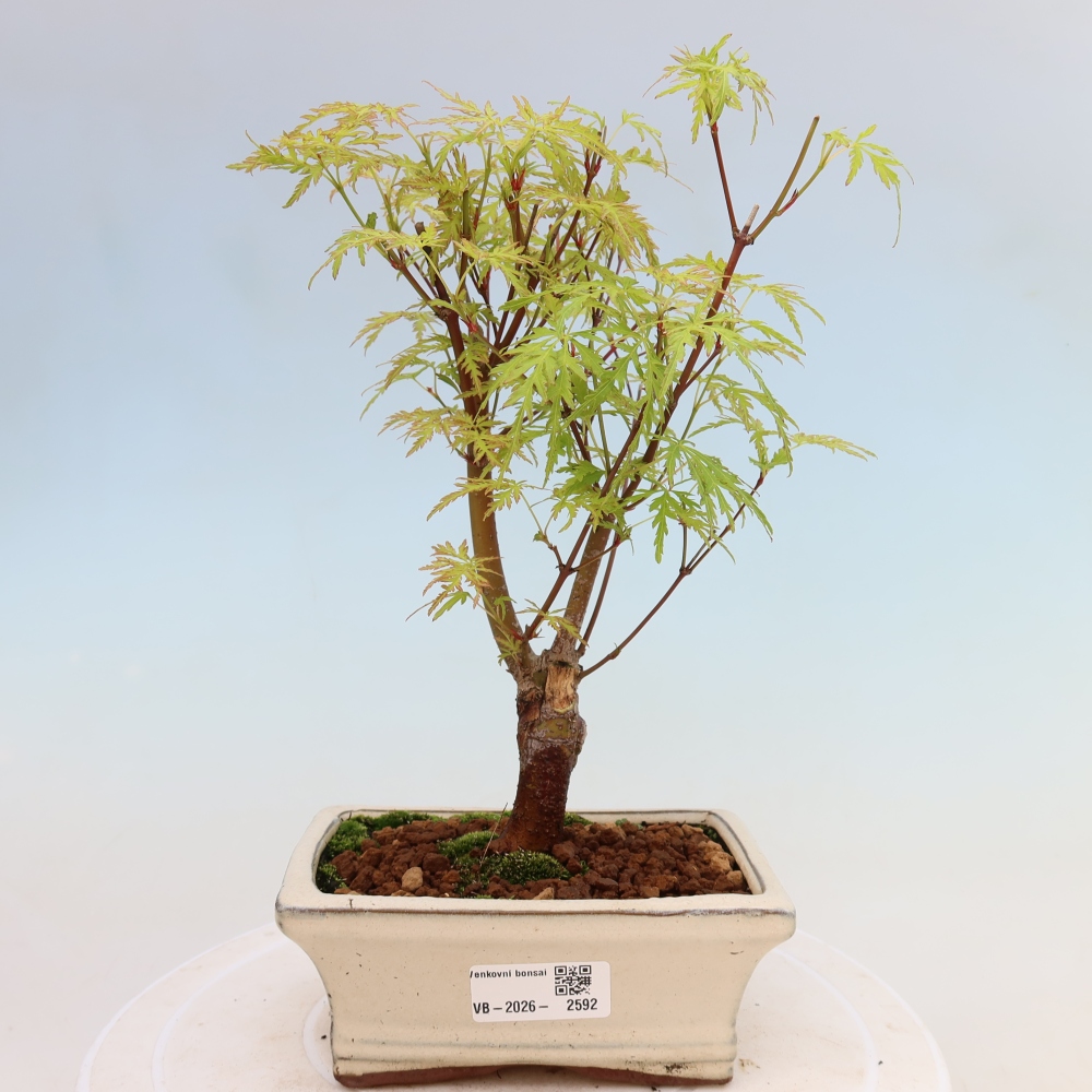 Venkovní bonsai - Acer palmatum Dissectum - Javor dlanitolistý 