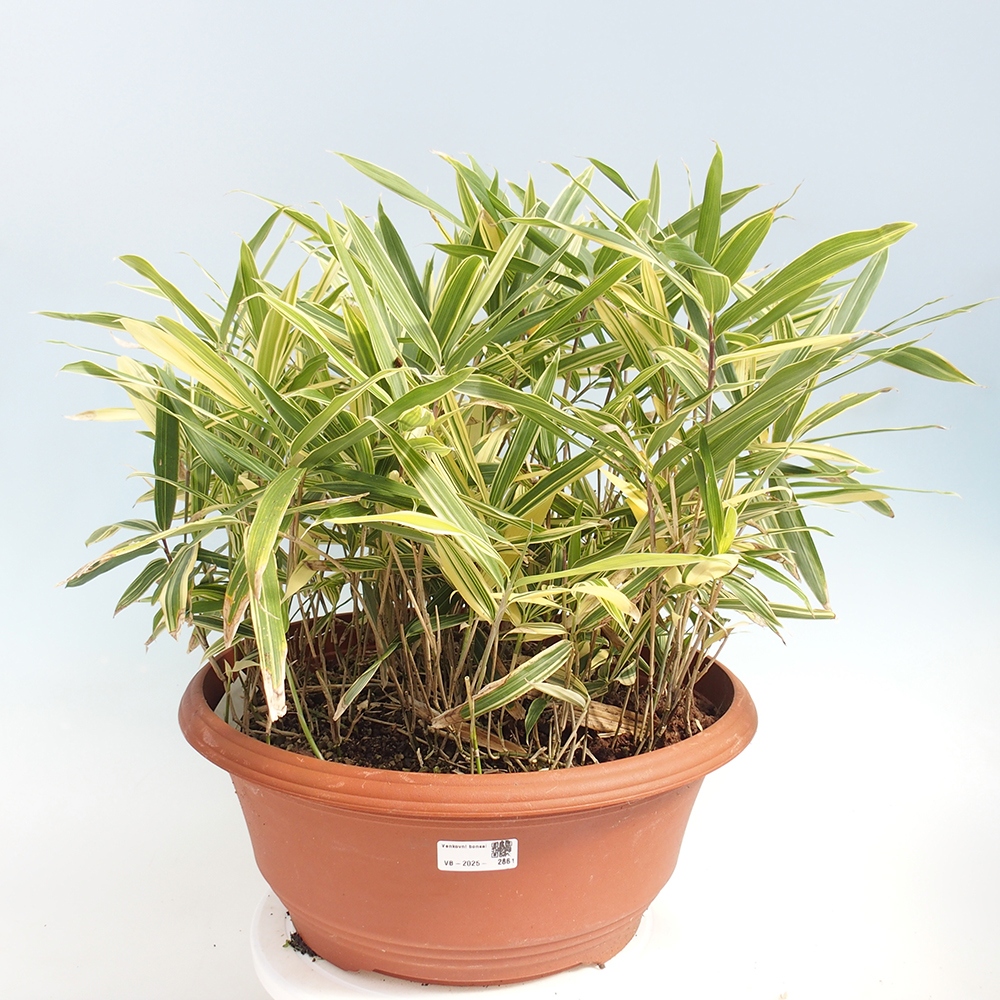 Venkovní bonsai - Sasaella masamuneana Albostriata - Bambus panašovaný