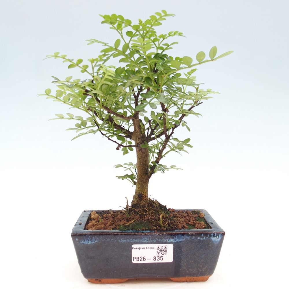 Pokojová bonsai - Zantoxylum piperitum - pepřovník