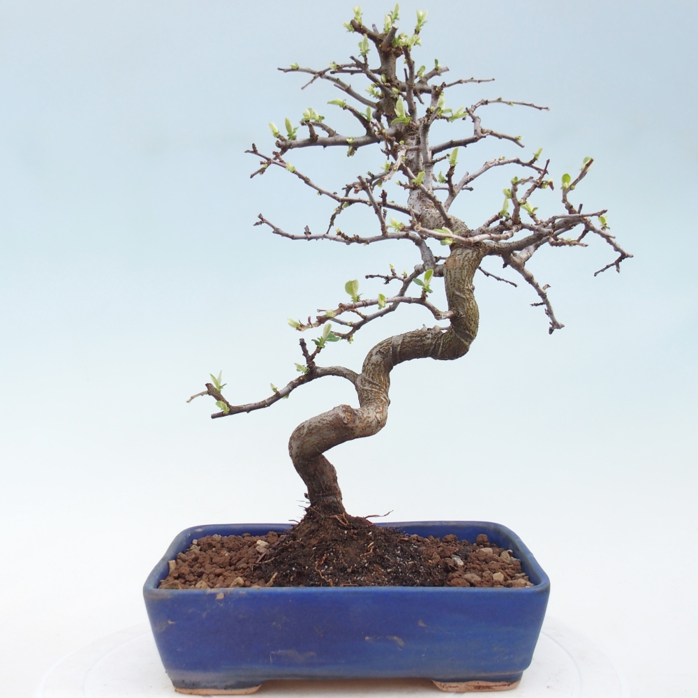 Venkovní  bonsai -  Chaneomeles chinensis - Kdoulovec čínsky