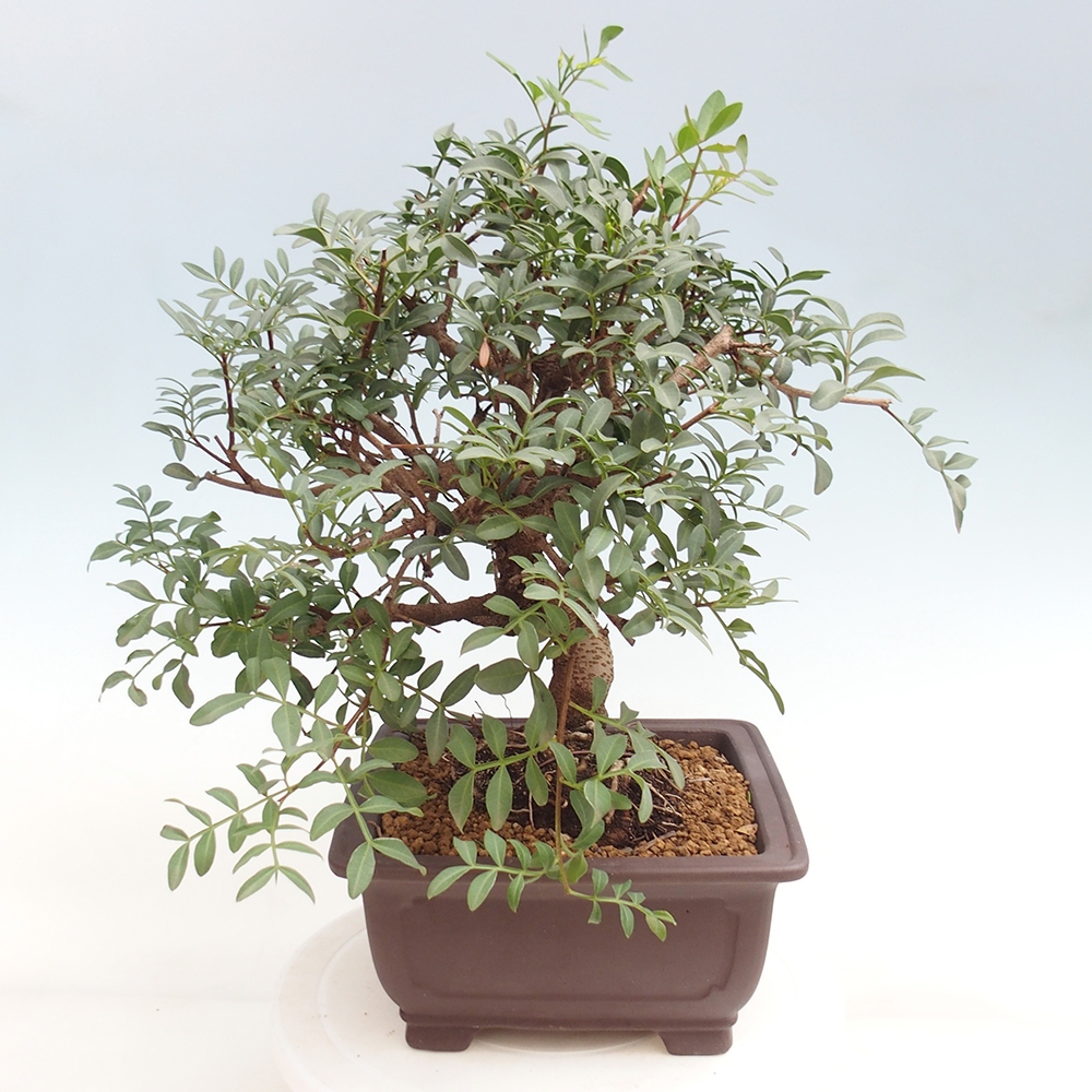 Pokojová bonsai -  Pistácie