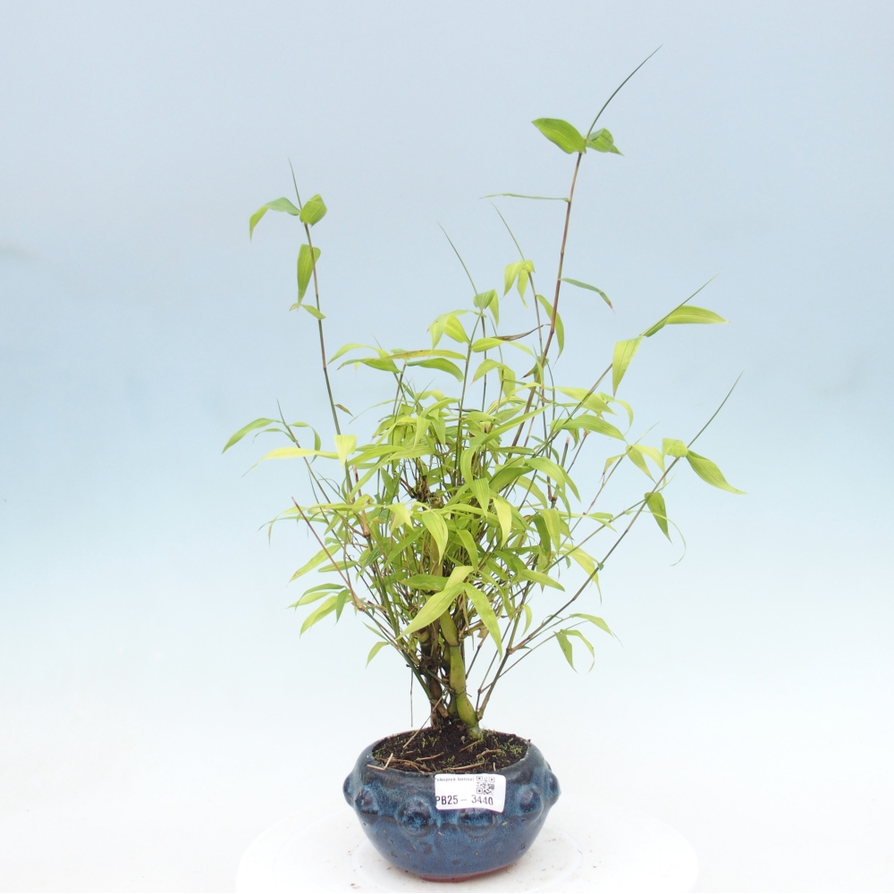 Pokojová bonsai - Bambus budha-Bambus budhovo břicho