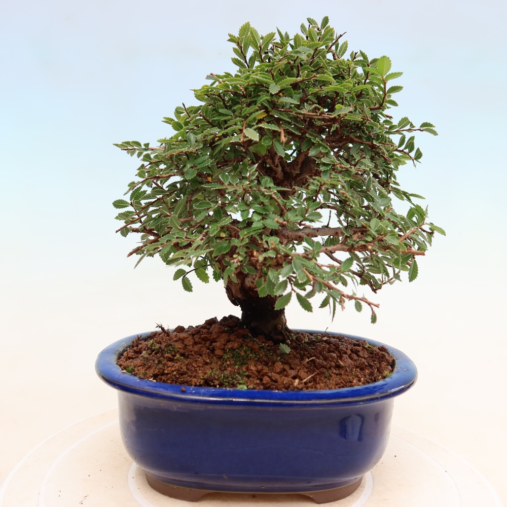Venkovní bonsai - Zelkova - Zelkova NIRE