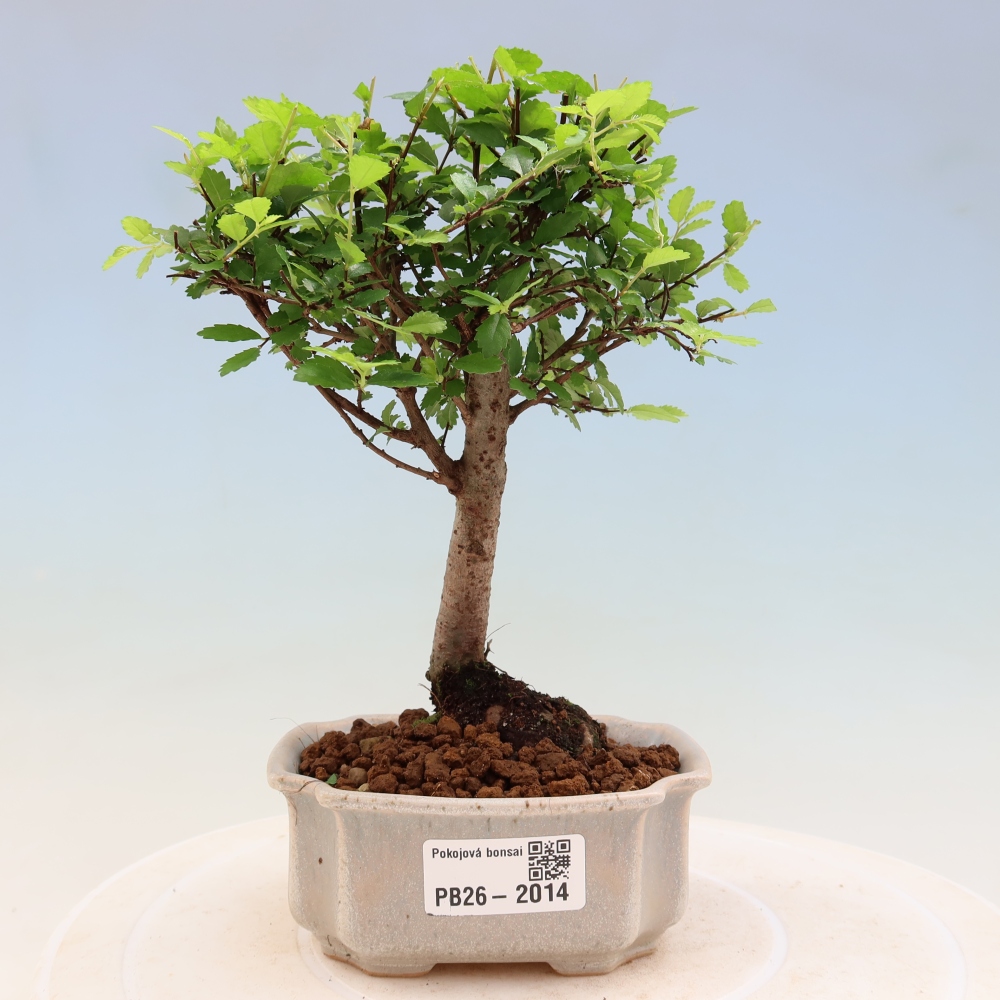 Pokojová bonsai - Ulmus parvifolia - Malolistý jilm